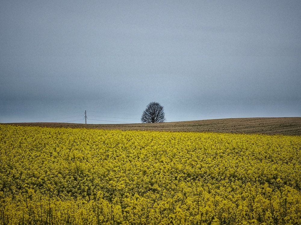 Фотография автора Дана Богинская