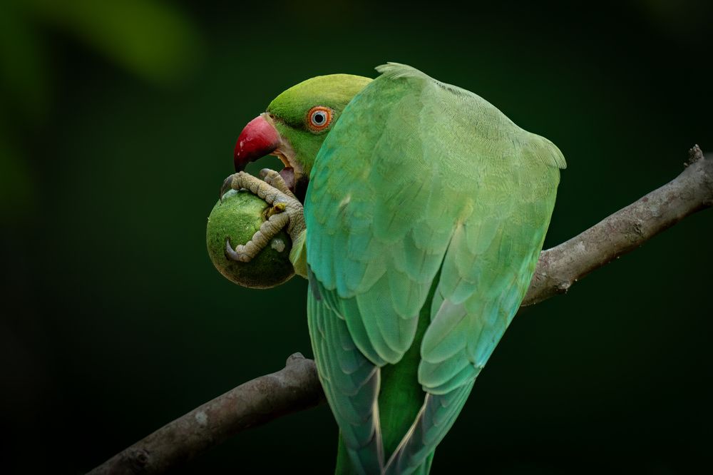 Nature's bounty: A Rose-ringed parakeet relishing a juicy guava straight from my backyard feast!