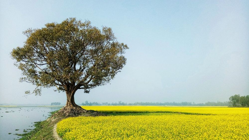 Photograph by Tajidur Rahman