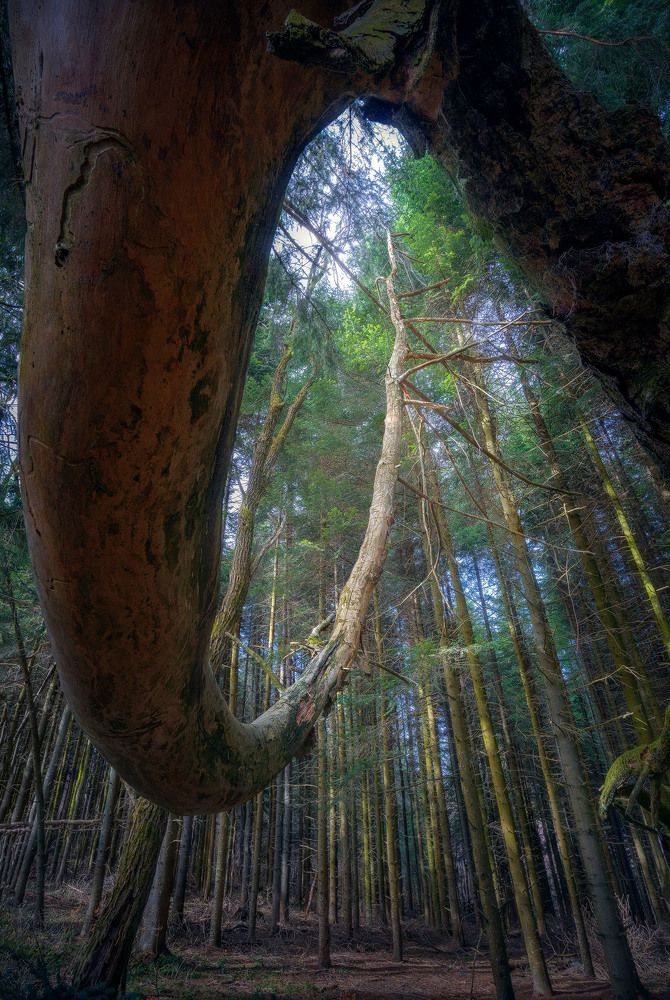 Photograph by Stan Cosmin