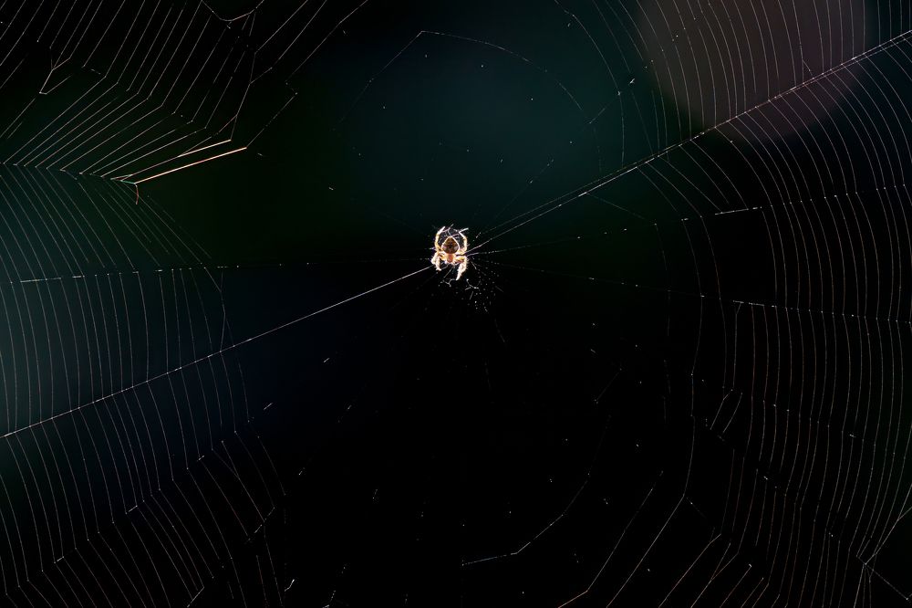 Nature's silk masterpiece: A spider's web glistens in the gentle embrace of morning light