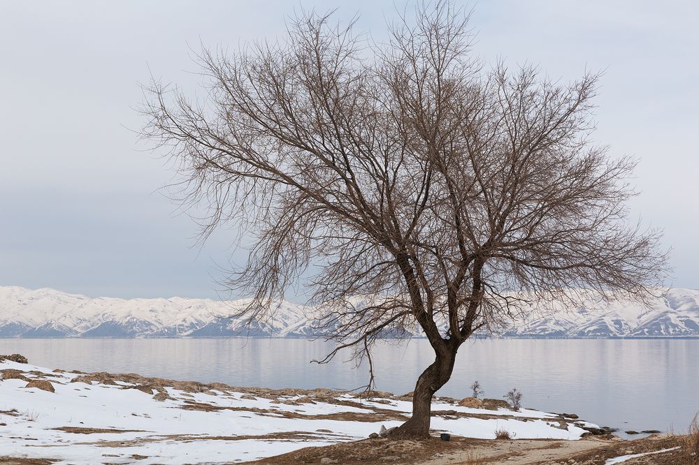 Once Upon a Time There Was a Tree...