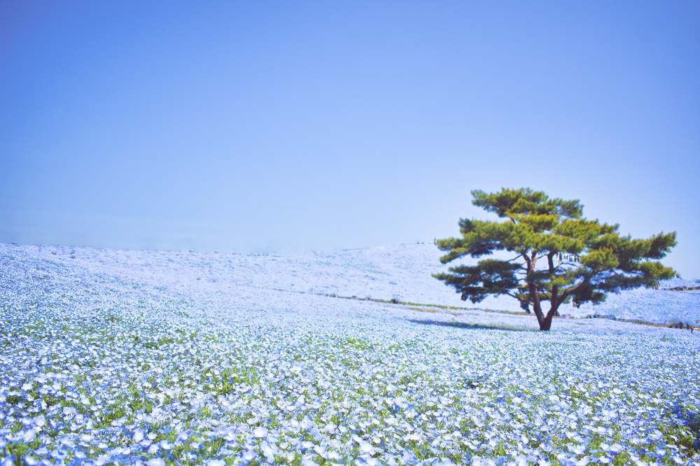 Фотография автора Sen Abhijit