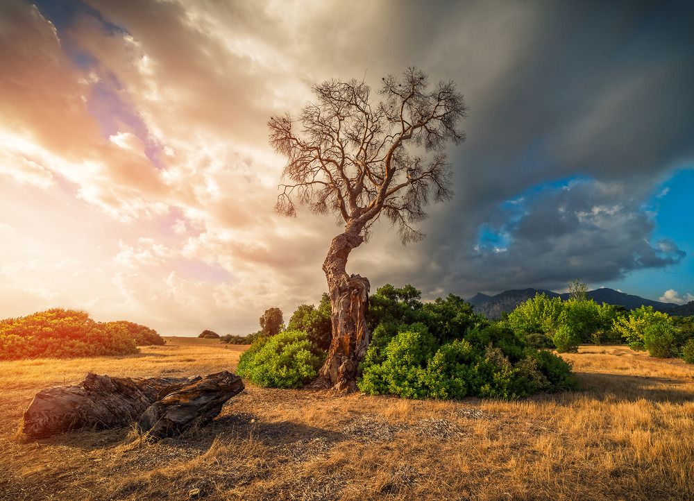 Photograph by Бодрый Славик