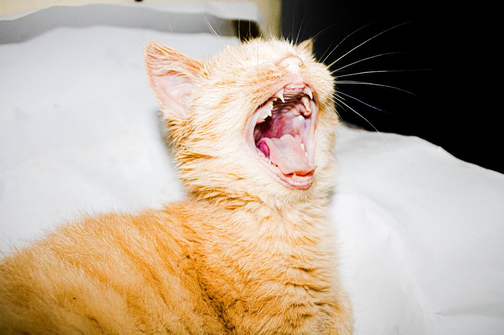 Photograph by kobra akbari