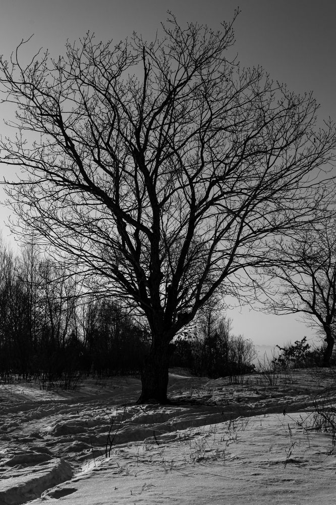 Photograph by Александра Безродная