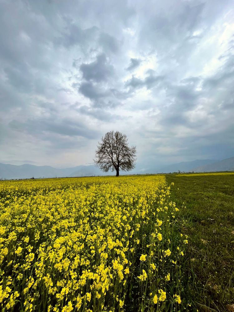 Photograph by Haziq Farooqi