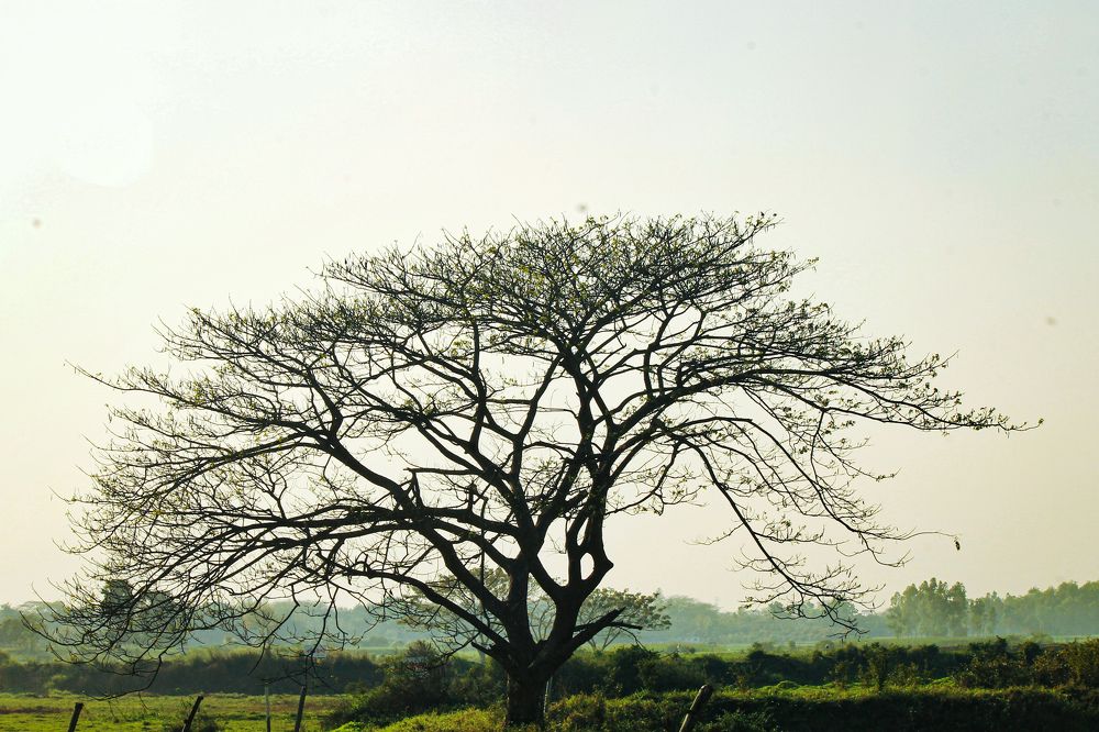 Photograph by Abid Hossain