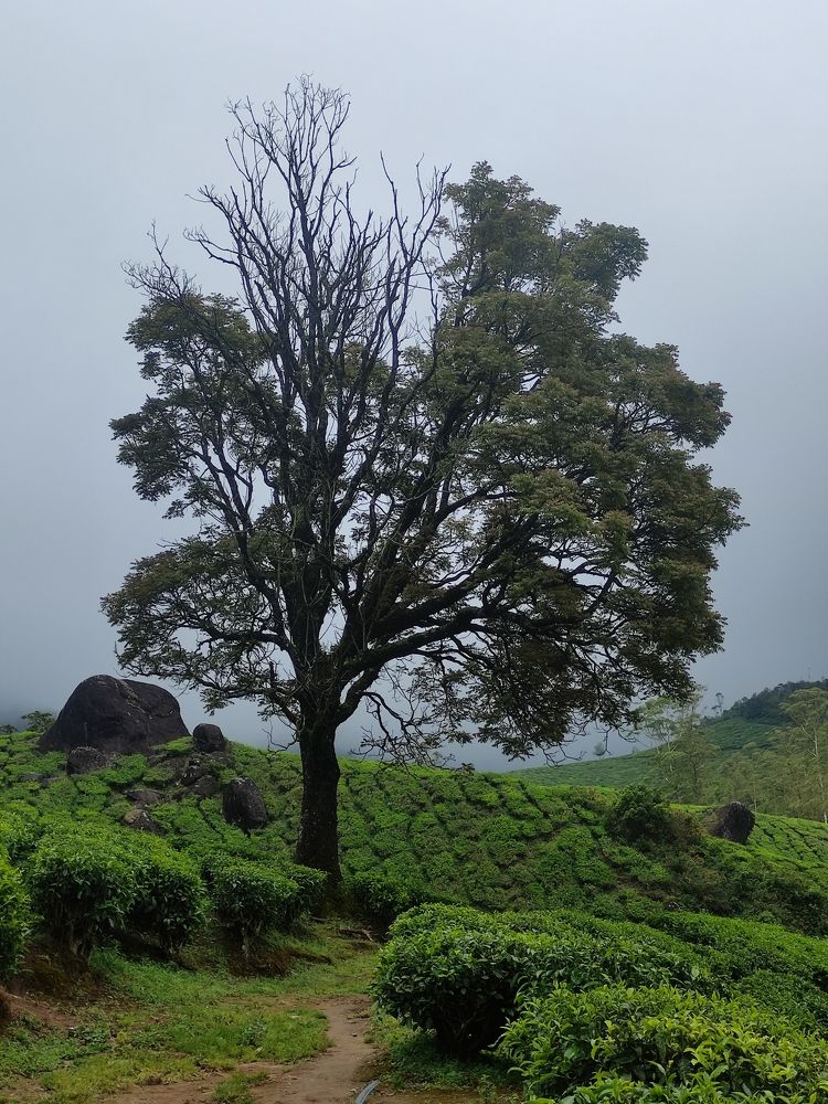 The lonely tree