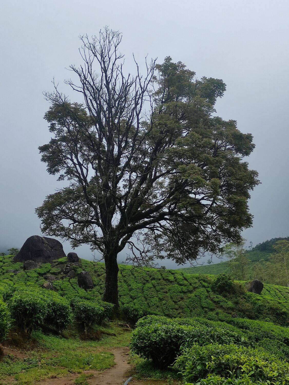The lonely tree