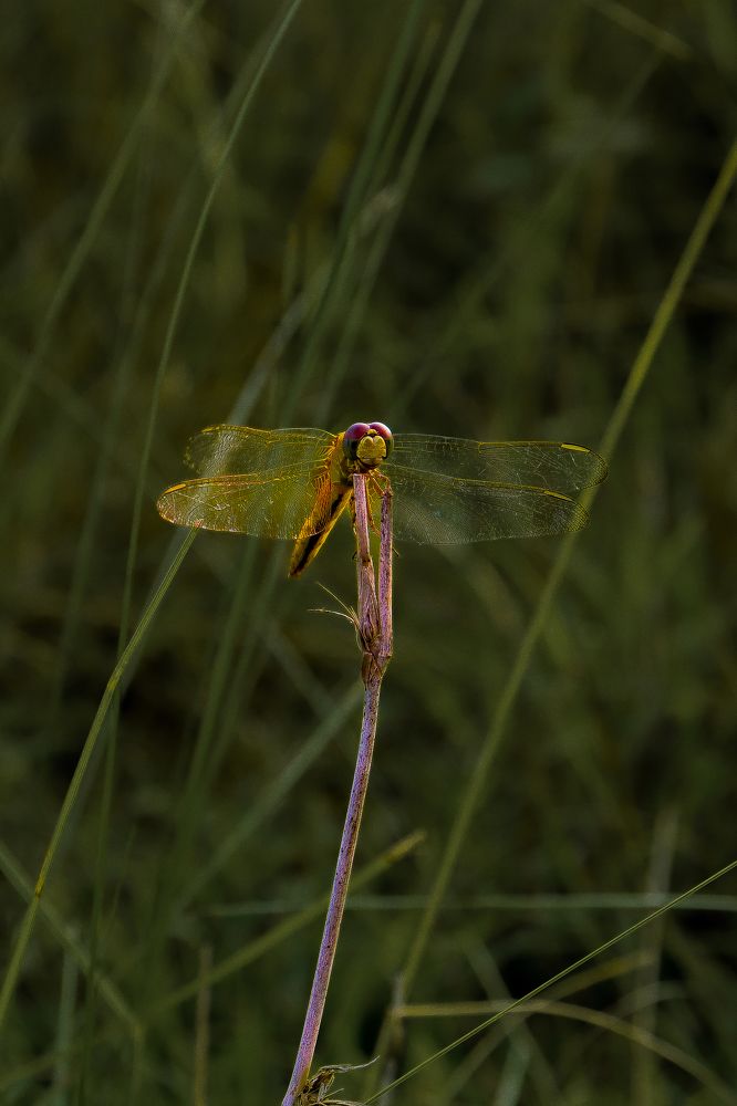 Photograph by Diptimayee Padhan