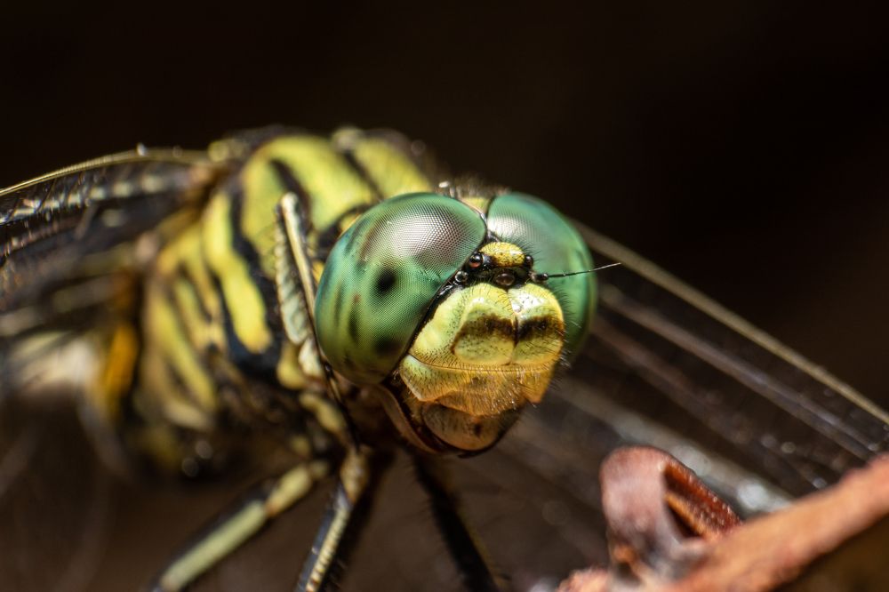 Photograph by Tharindu Gunarathna