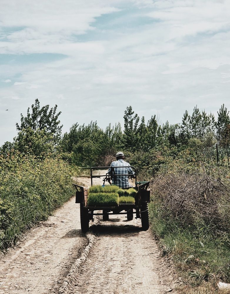 Photograph by Sam Esfahani