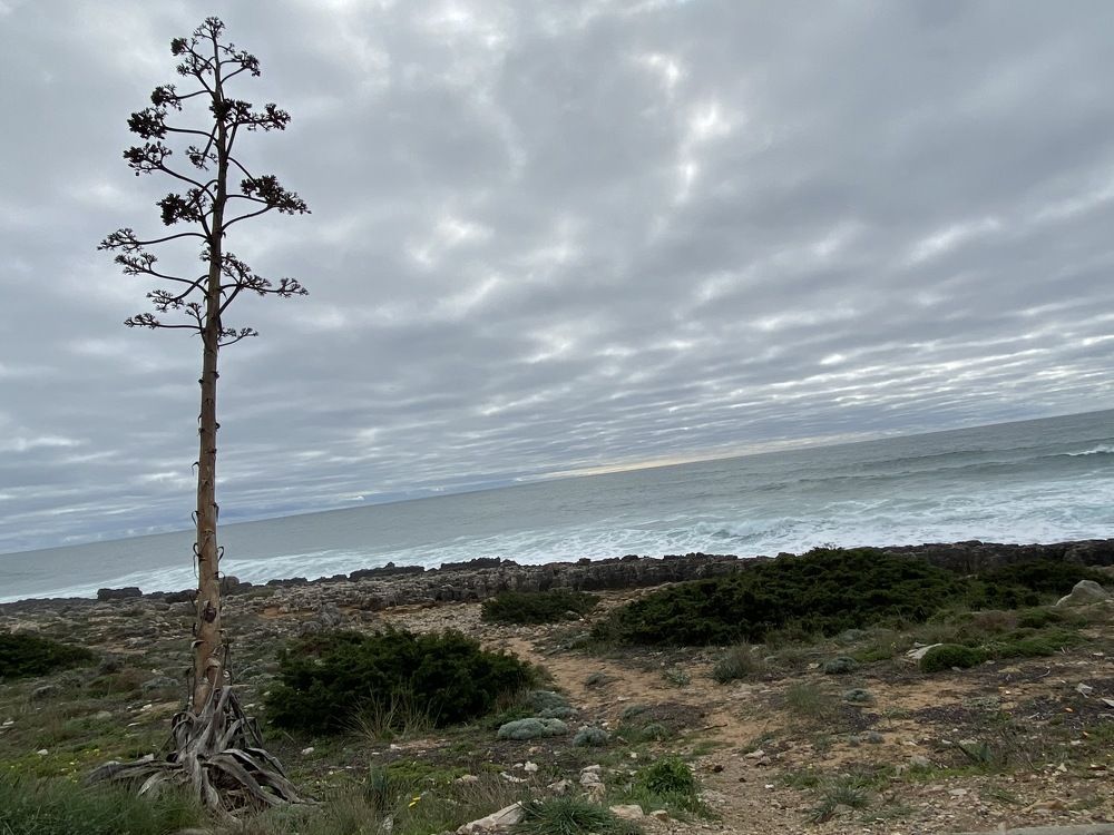 Photograph by Luís Damas