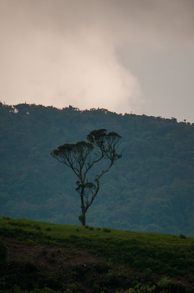 Photograph by Chamara Sulakkhana Polwatta Siriyalage