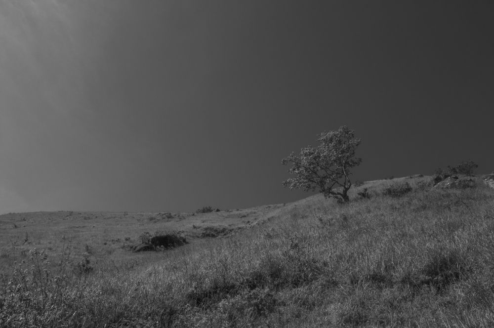 Photograph by Chamara Sulakkhana Polwatta Siriyalage