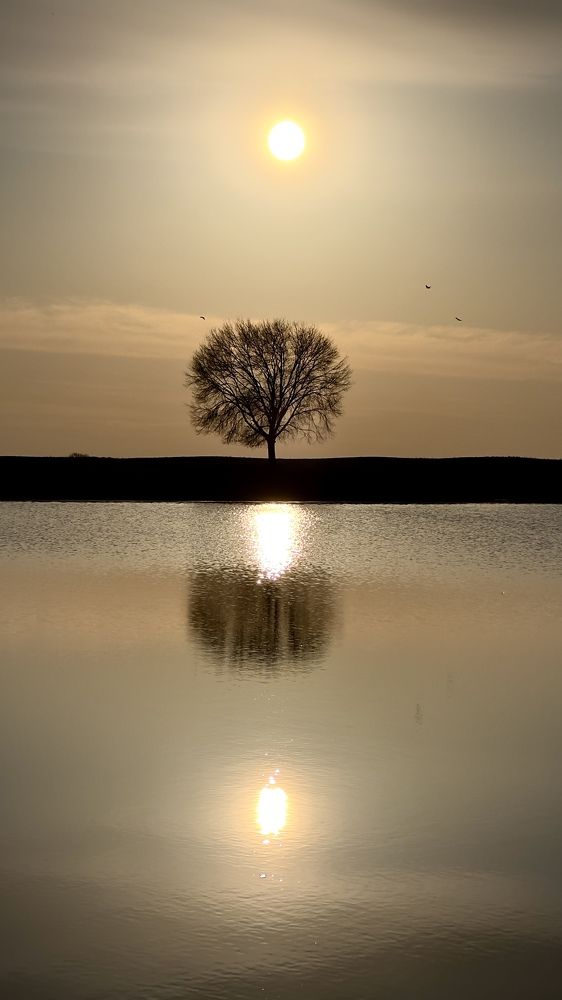Одинокое дерево в лучах заката на берегу озера