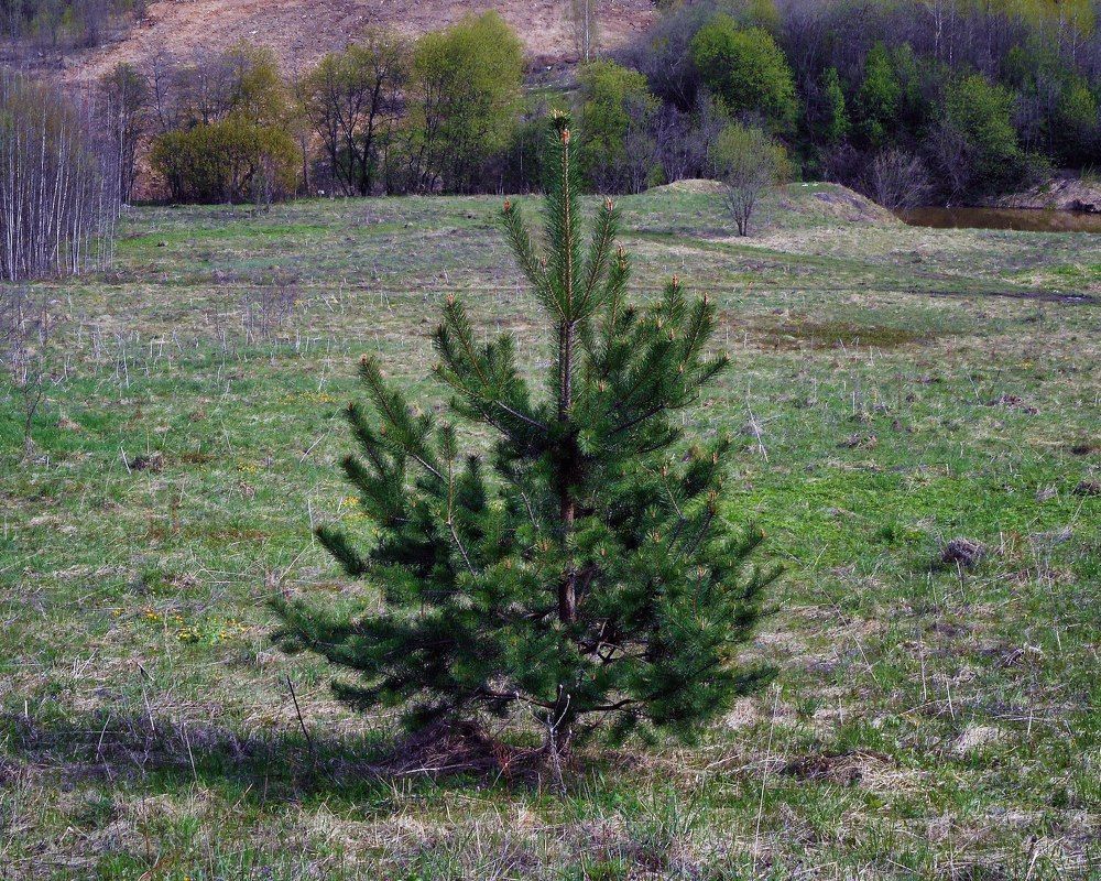 Photograph by Валерий Петухов