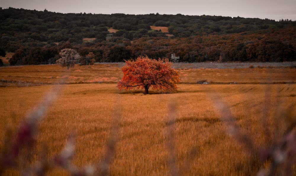 Photograph by CHRIS PAPAKIRITSIS