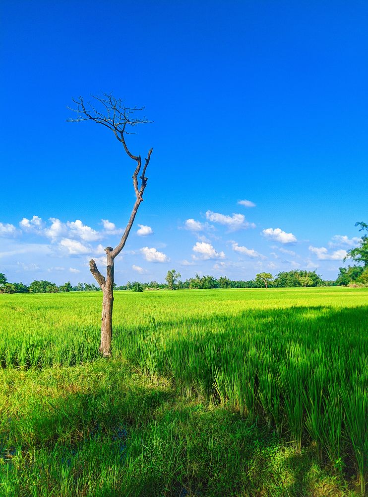 Nature