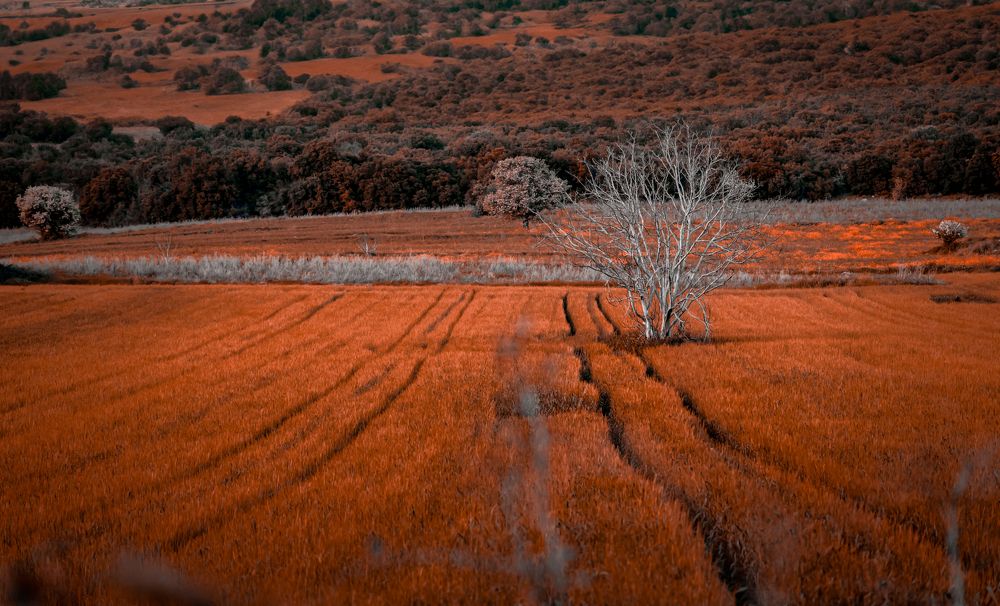 Photograph by CHRIS PAPAKIRITSIS