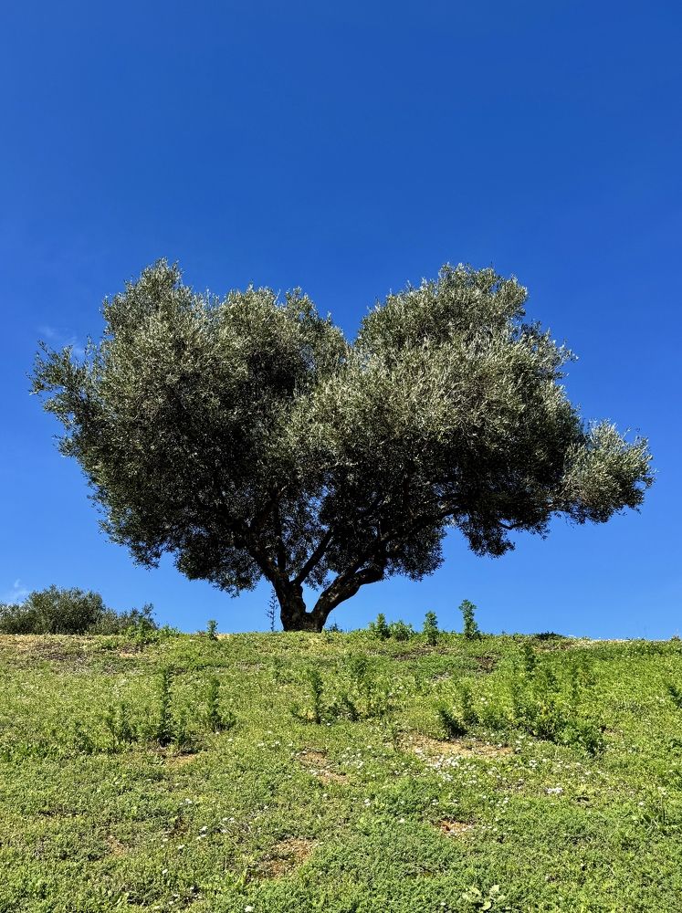 Photograph by Елена