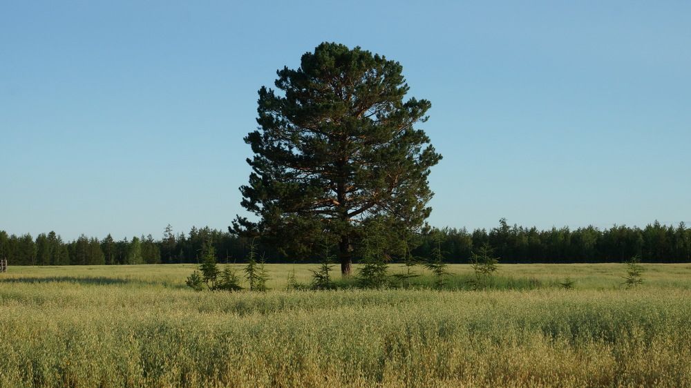 Photograph by Николай Алексеев