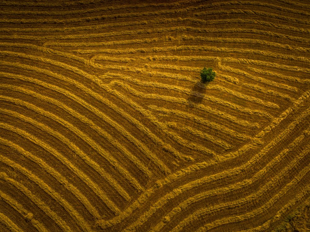 Photograph by Sharon Tribelsky