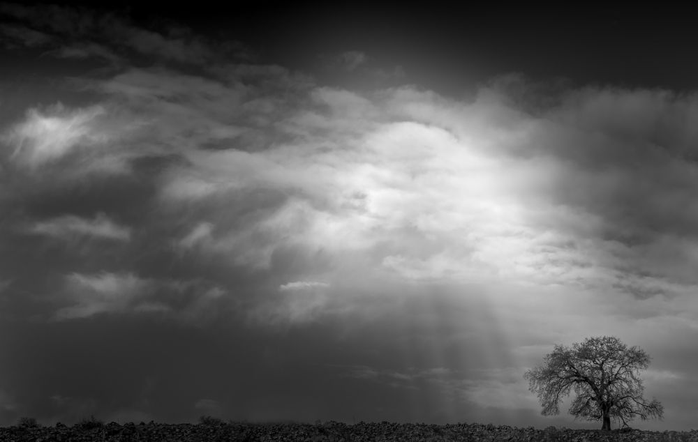 Photograph by Sharon Tribelsky