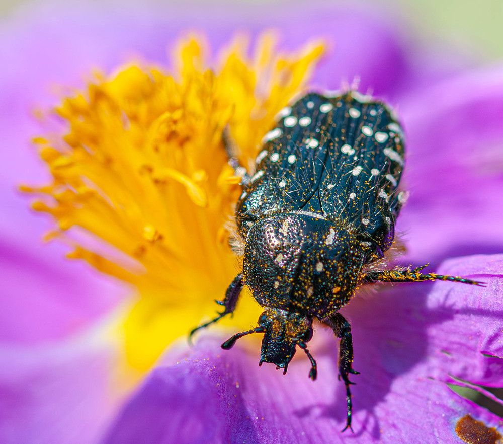 Фотография автора DIMITRIS MPAZIOTOPOULOS