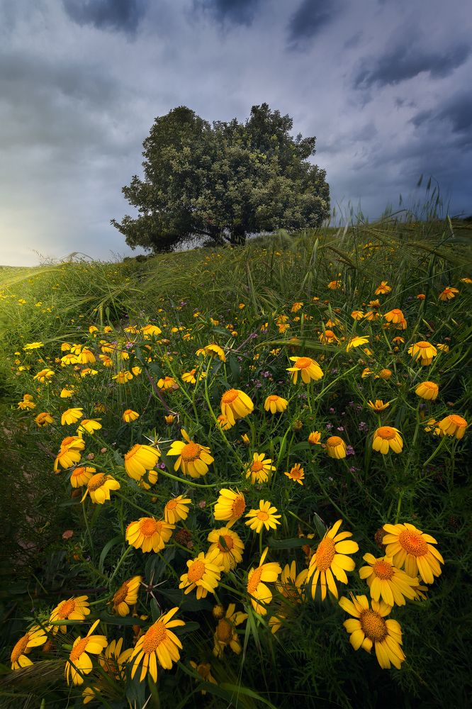 Photograph by Aharon Amram