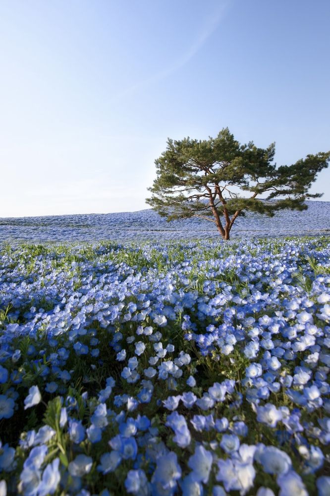 Photograph by Kaneko Atsushi