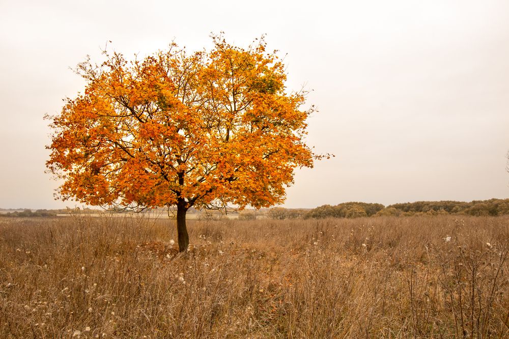 Photograph by Александр Кузнецов