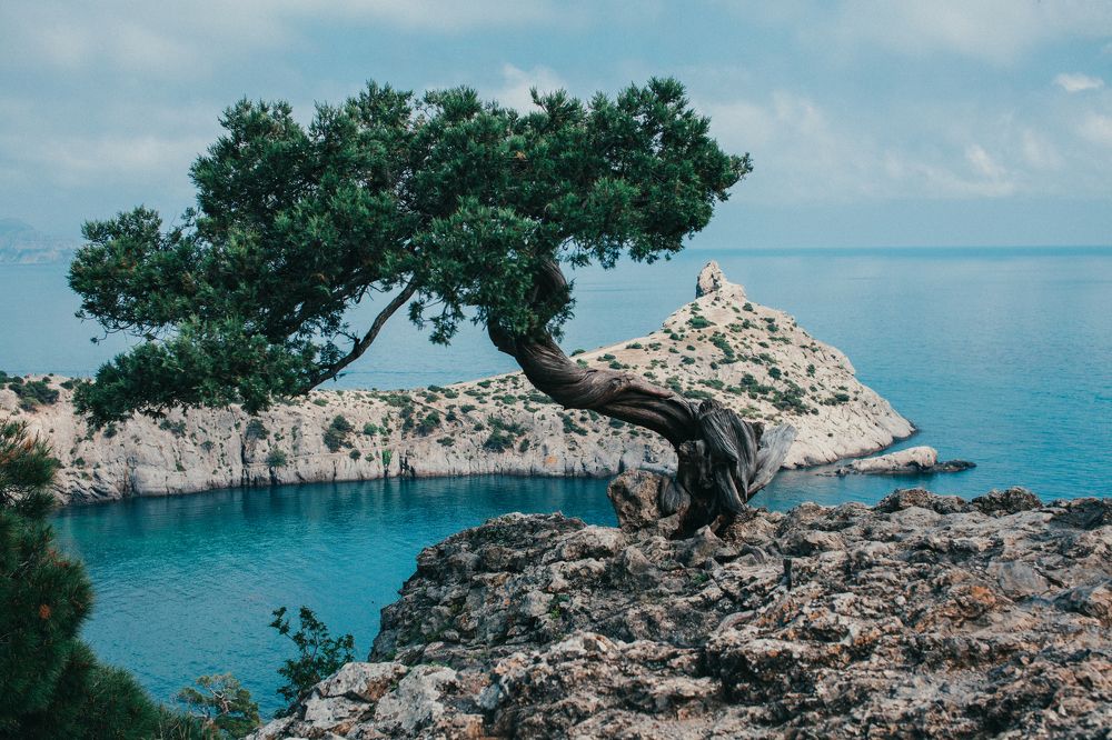 Сосна Станкевича