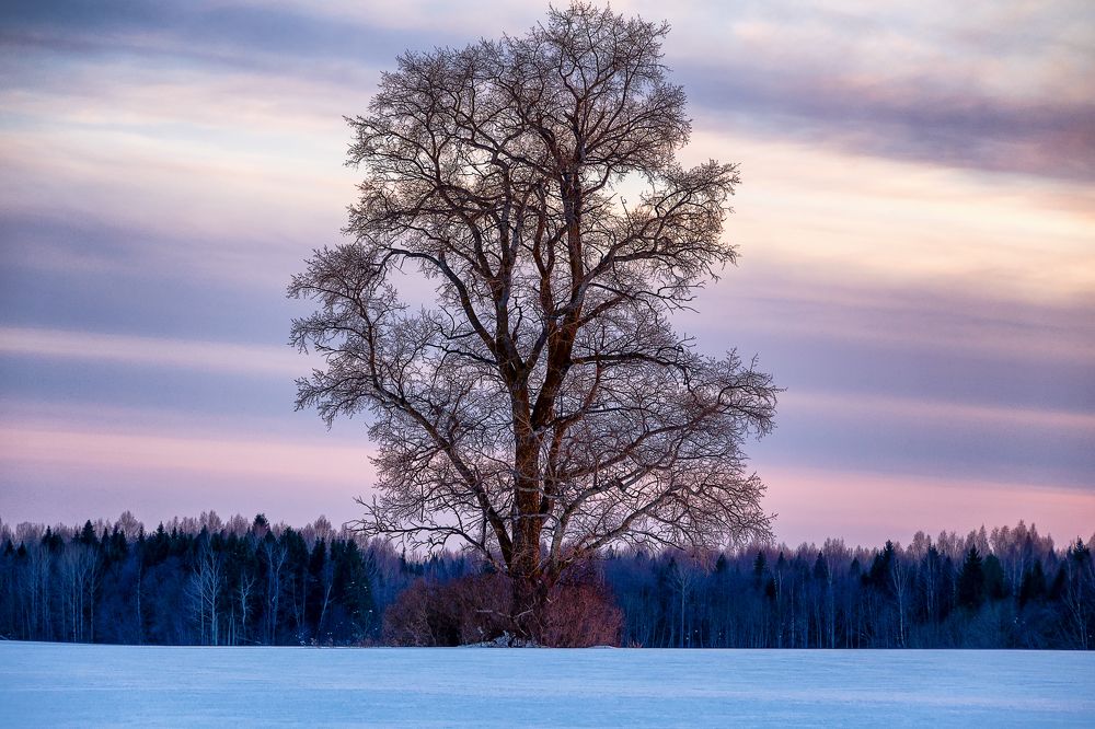 Photograph by Светлана Ващенко