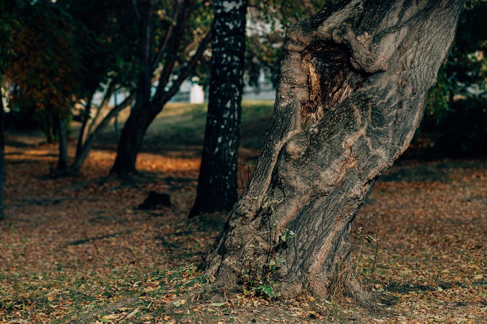 Photograph by Дмитрий Бровко