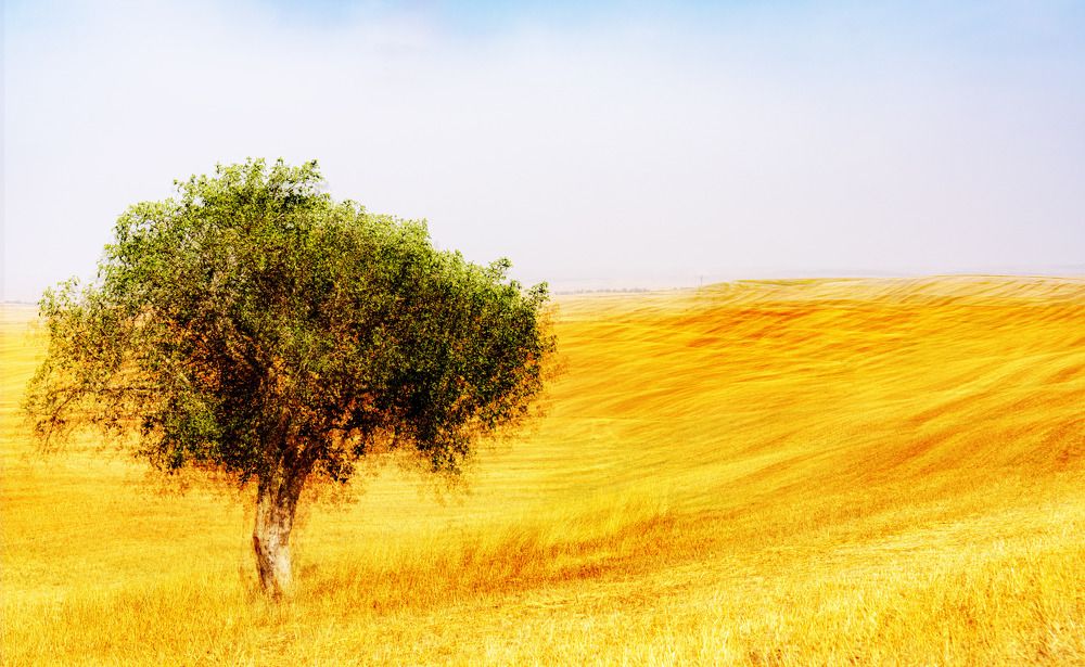Lonly tree