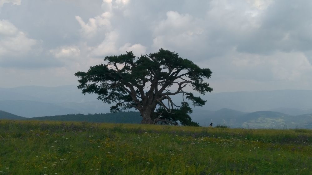 Фотография автора Danica Utjesinovic