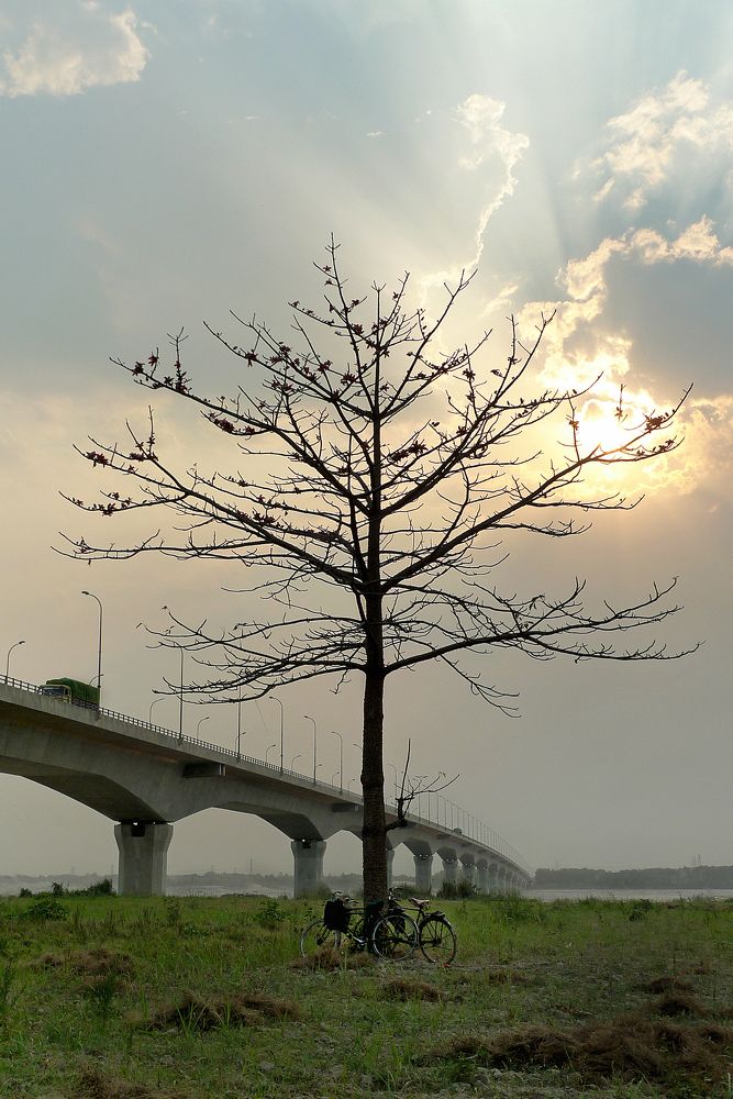 Бенгальское дерево / The Bangla tree