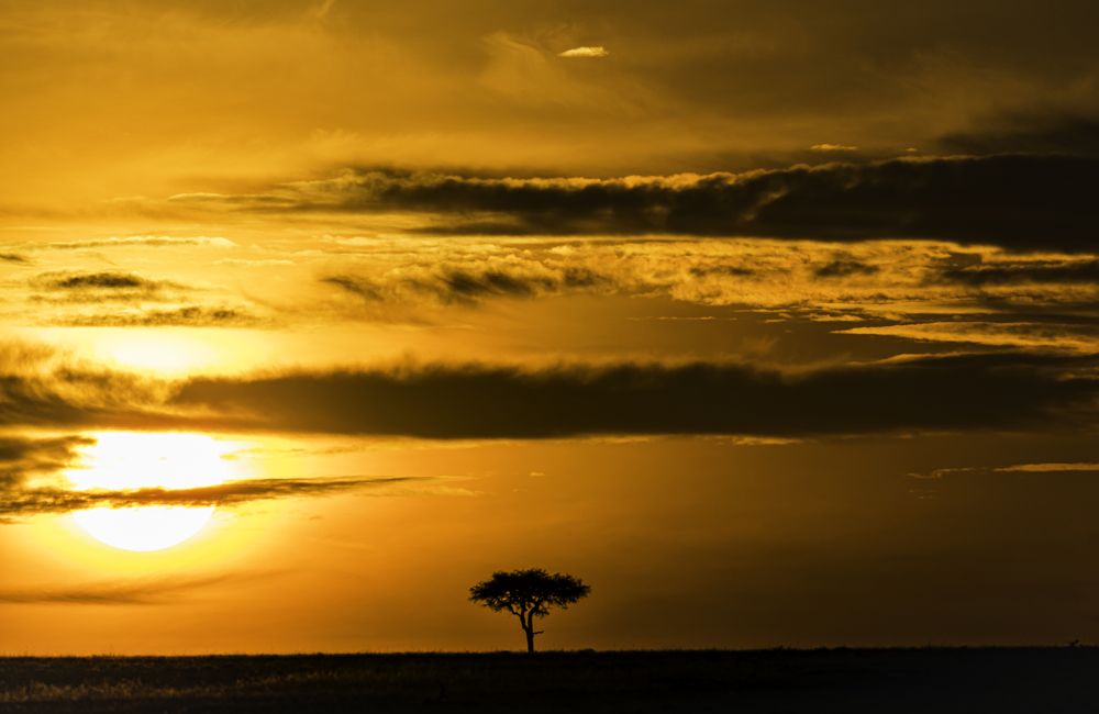 A lonely tree during golden hours of sunrise