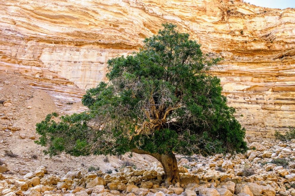 Photograph by Ольга Лубман