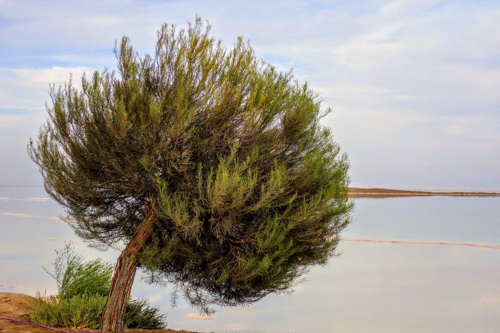 Photograph by Ольга Лубман