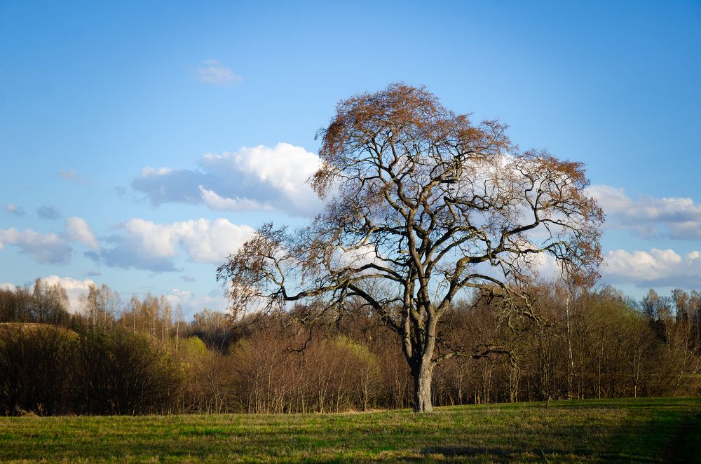 Photograph by Виолетта Бастет