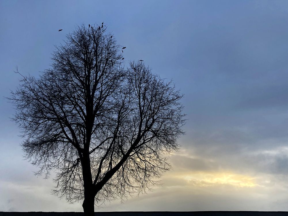 Северное дерево / The North tree