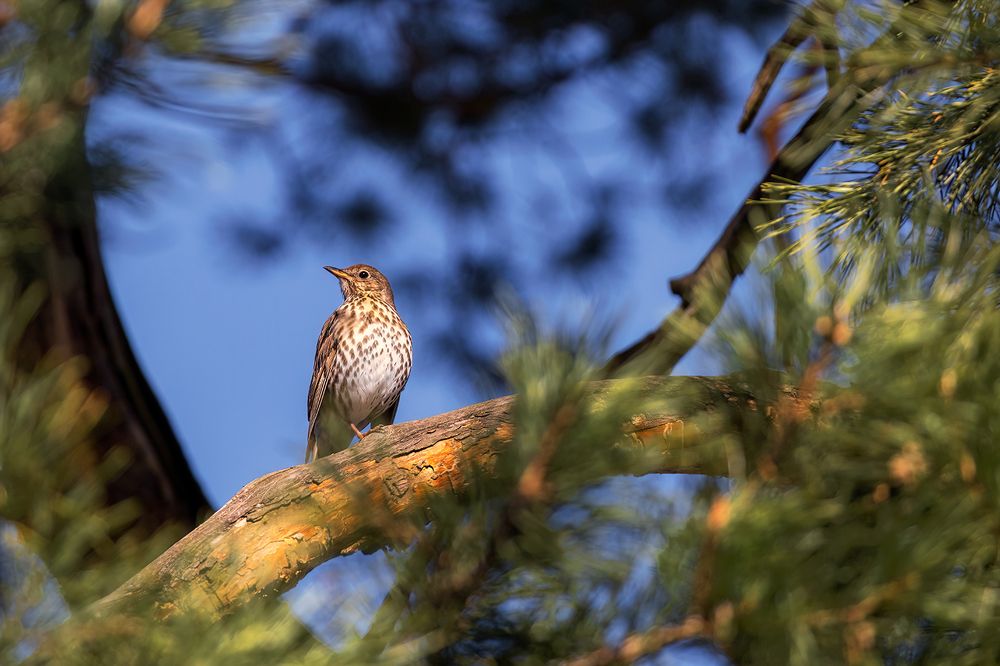 Photograph by Michel