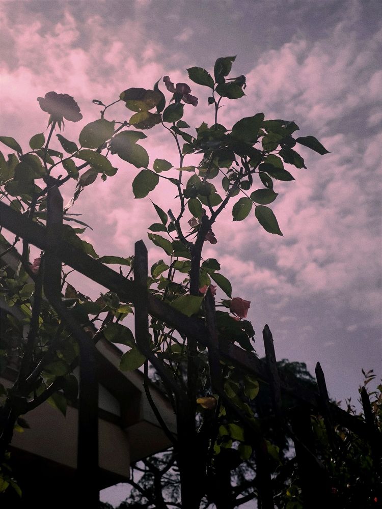 Photograph by DANIELA