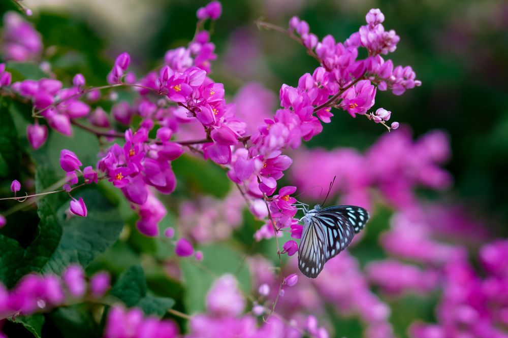 Photograph by PRITAM PHOTOGRAPHY