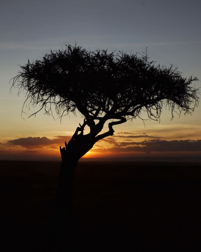 Кения. Мара