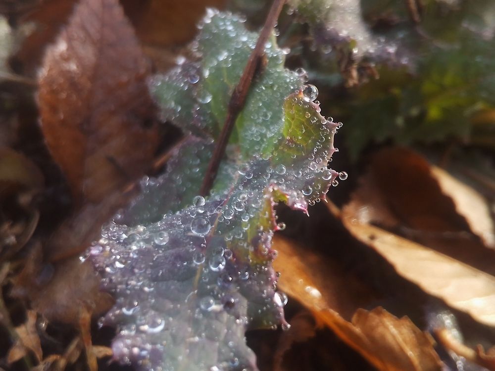 Роса на молочае.