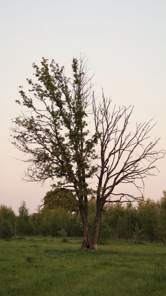 Photograph by Olga Nevedrova